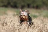 YORKSHIRE TERRIER 230